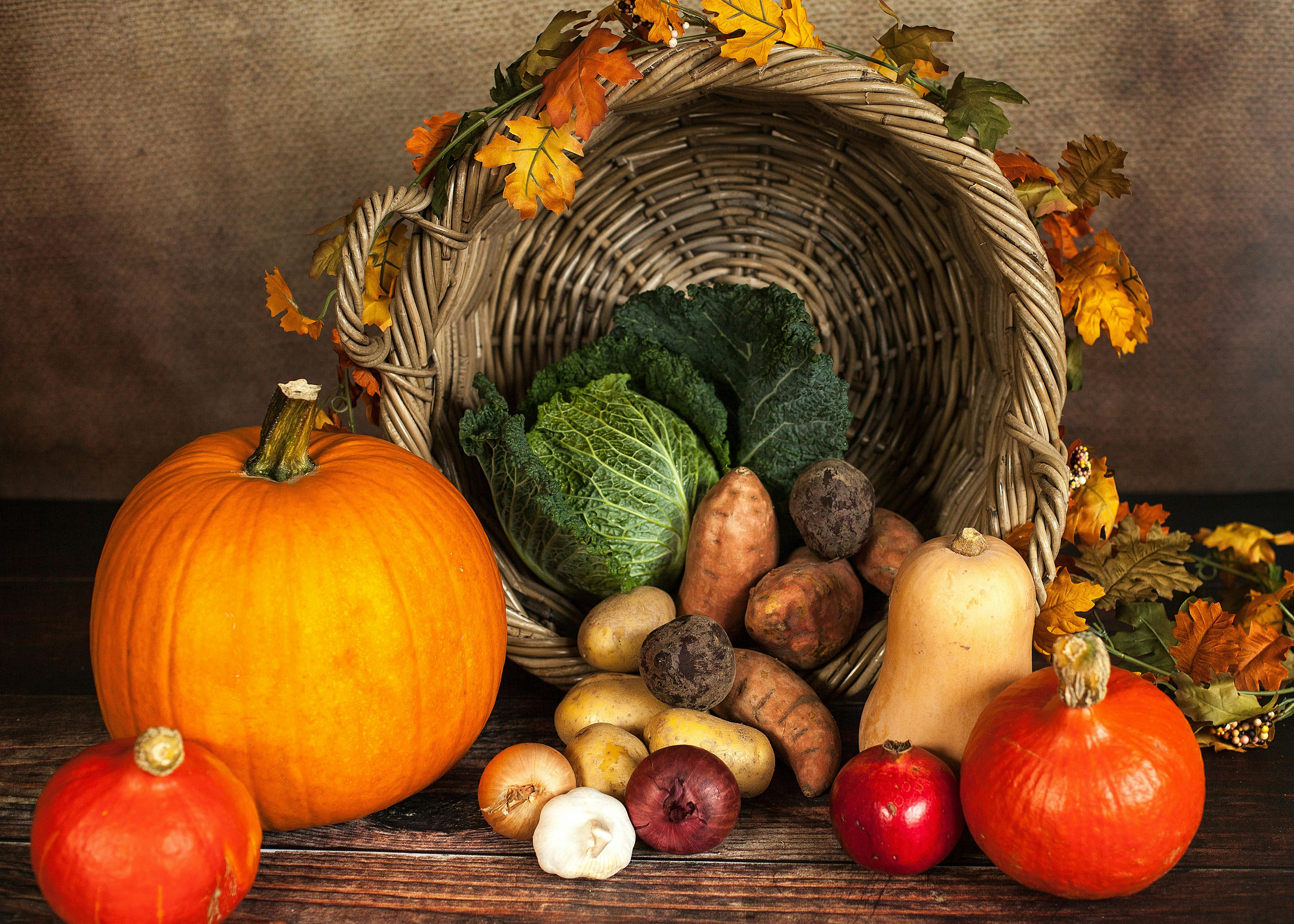 Pumpkins arranged for harvest