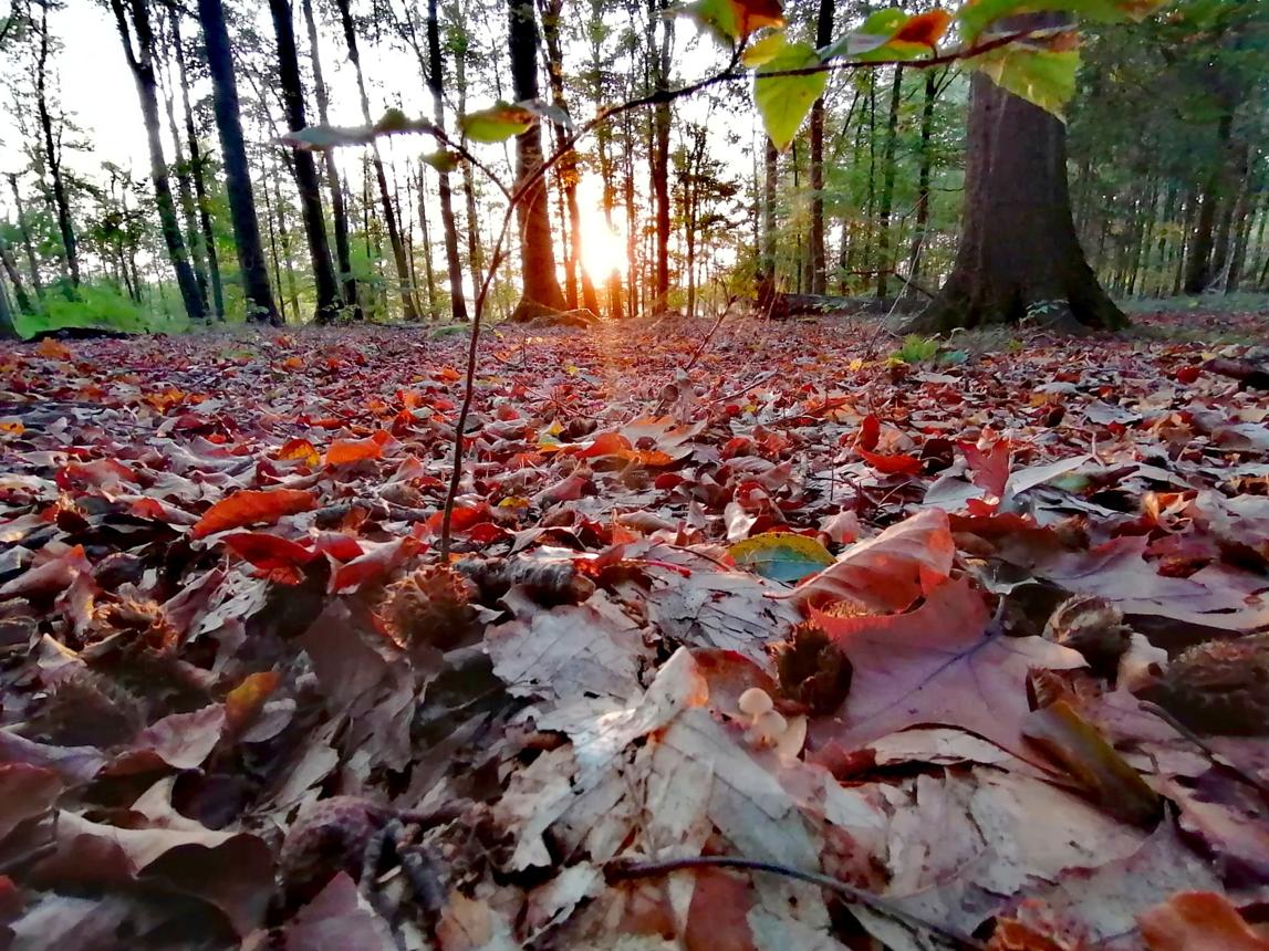Autumn Forest