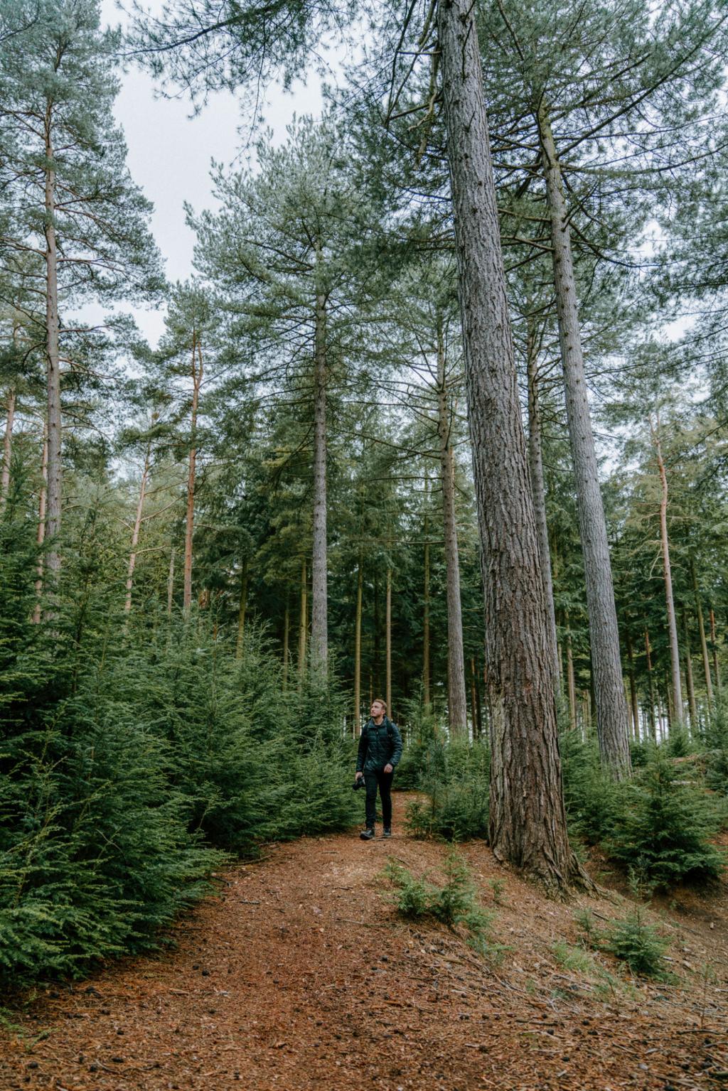 Forest Trail