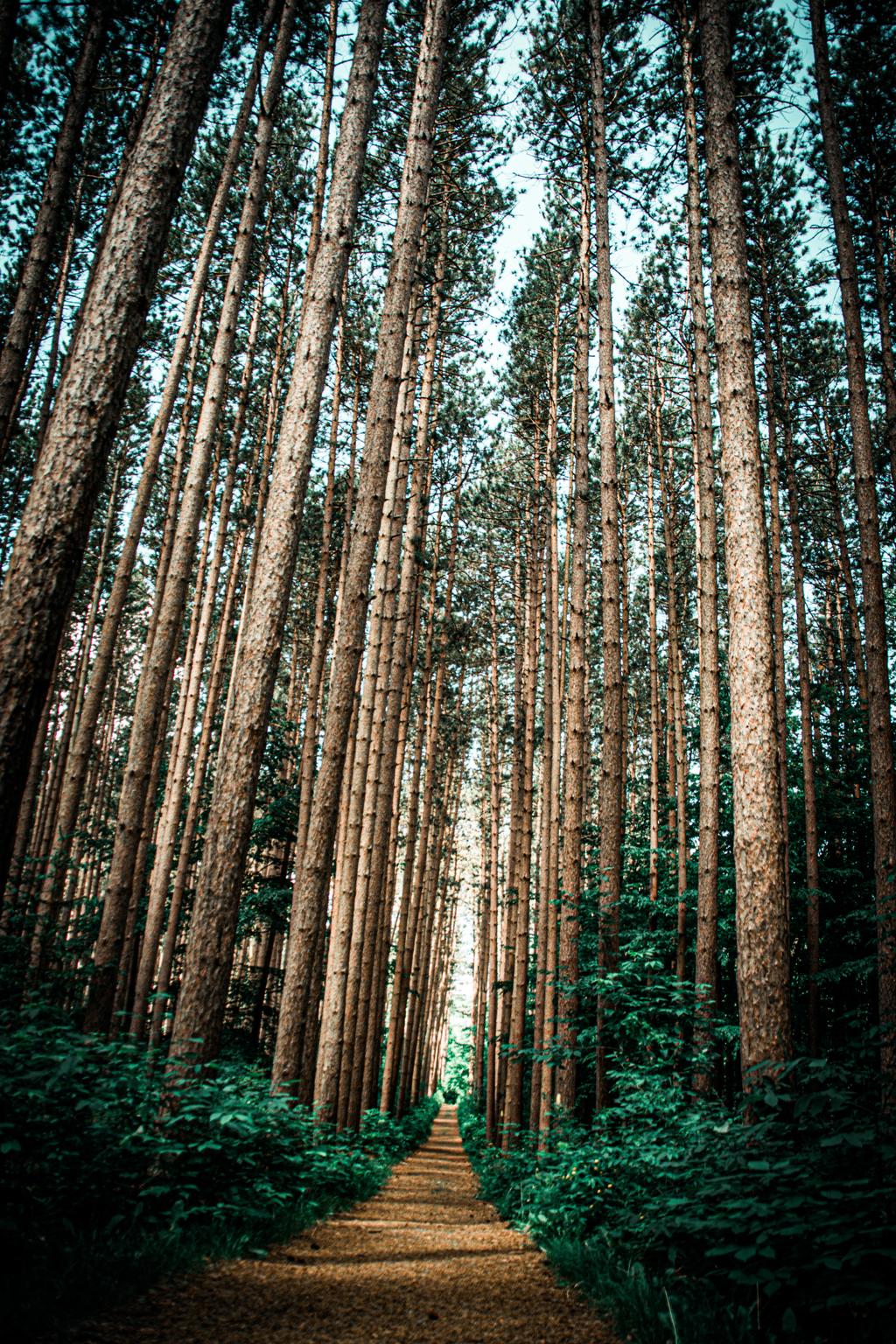 Pine Forest