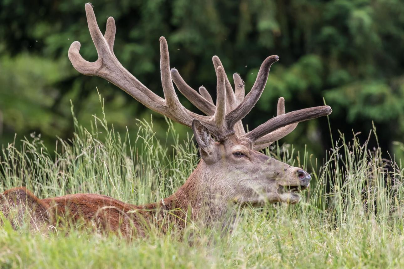 Deer Wildlife